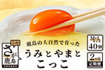 佐賀県鹿島市のふるさと納税返礼品　たまご鶏卵【定期便】佐賀県鹿島産平飼い卵「うみとやまとこっこ」上田養鶏場たまご20個×2回